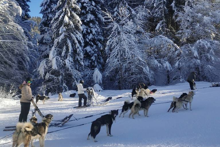 Sled dogs image1