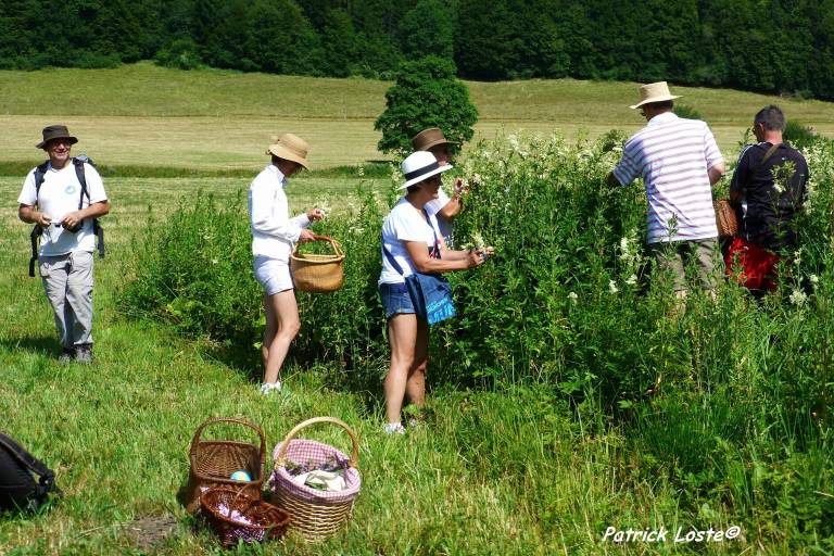 Cueillette et cuisine des plantes sauvages image2