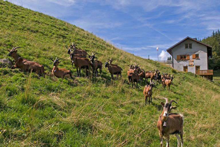 Tréchauffé Alpine Pasture image2