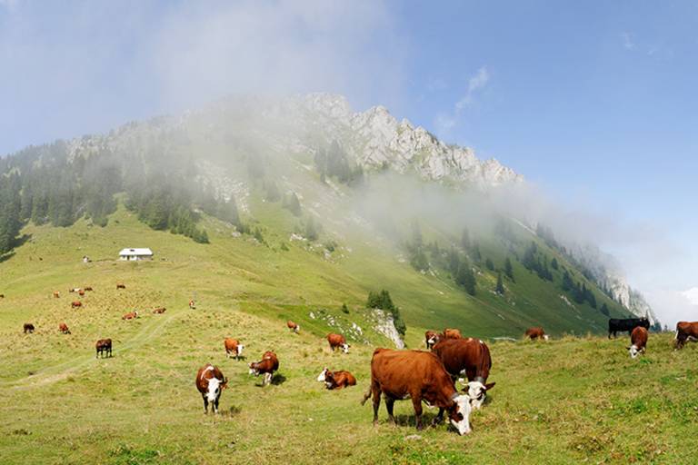 Ouzon Alpine Pasture image1