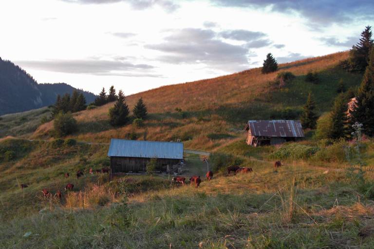 Etelly Alpine Pasture image1