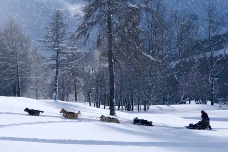 Il était une fois nos chiens image1