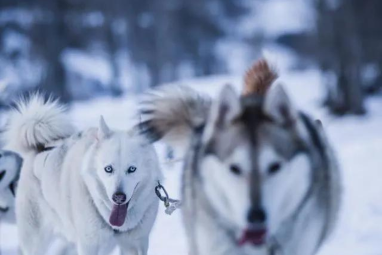 Dog sledding excursion image1