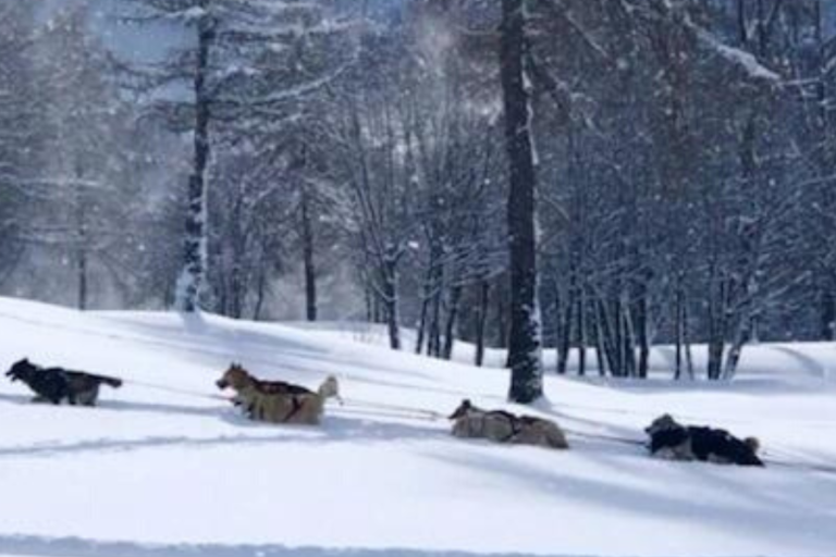 Dog sledding excursion image2