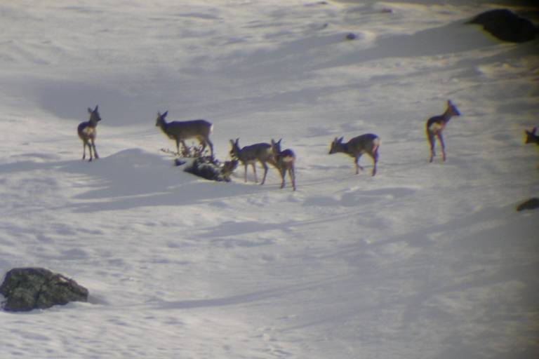 Snowshoes "Mountain goats and Valloire's market" image2