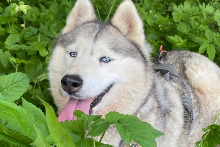 Les Ateliers du Parc Nordique : Cani-Balade, découverte et jeu avec les huskys image2