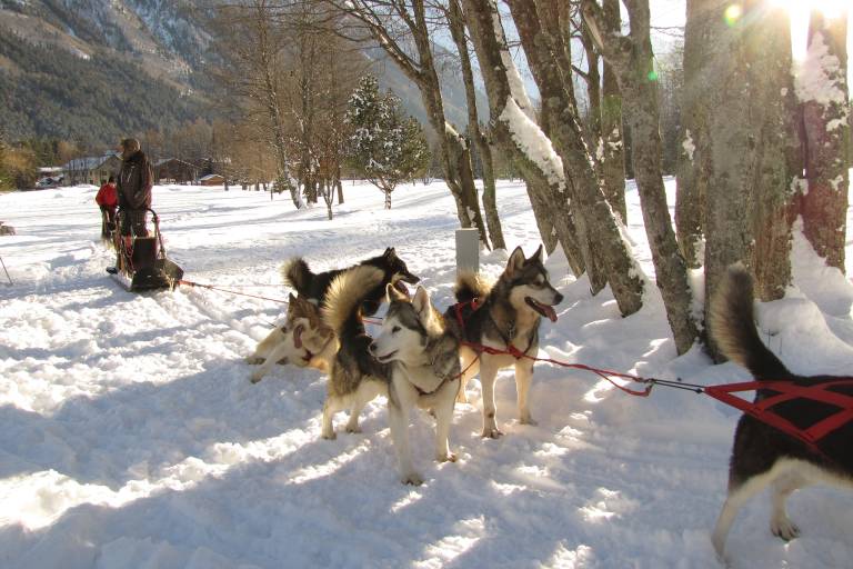 Huskydalen - Chiens de traineaux image1