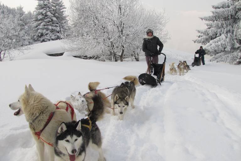 Huskydalen - Chiens de traineaux image2