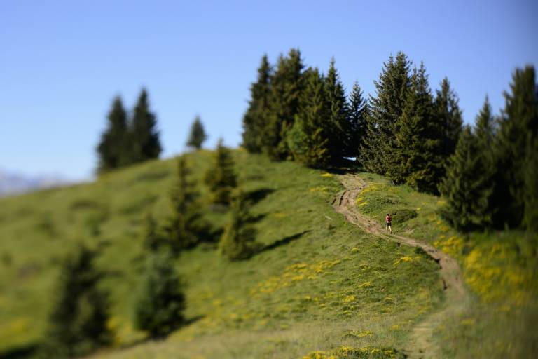 Le sentier mauve image1