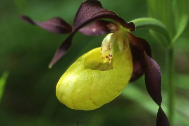 Sentier botanique des orchidées image1