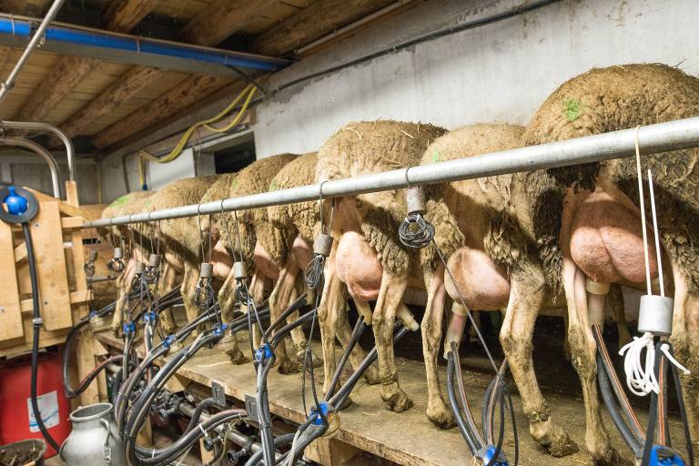 Visit to the sheepfold and milking of the ewes image2