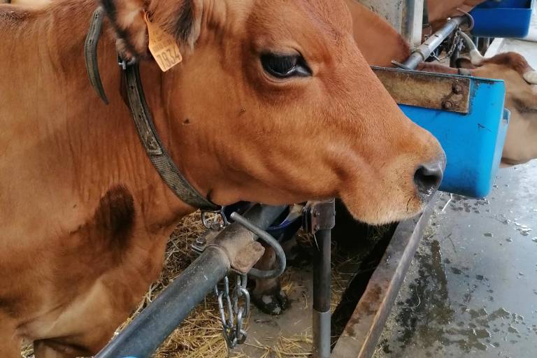 Visite à la ferme, traite des vaches et fabrication du fromage image1