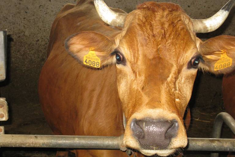 Visit of the farm, milking of cows and cheese making image1