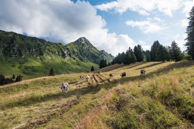 GAEC La Touvière image1