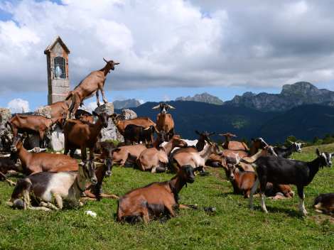 Un groupe de chèvre issu de la chèvrerie de la Trappaz à Onnion