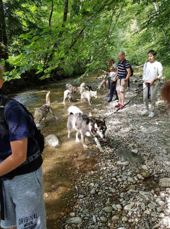 image Canirando - hike with sled dogs + services/activities/14644/13697746