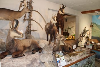 image Mueseum of Wildlife + services/activities/14701/19830225