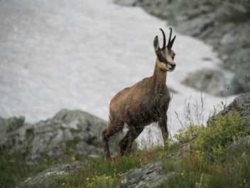 image Snowshoes "Les chamois du Galibier" + services/activities/18694/13136854