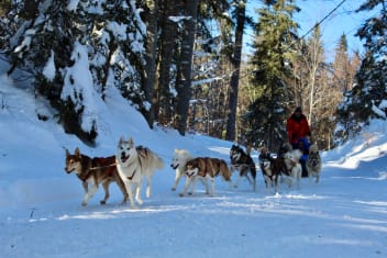 image Aillons-Margeriaz sled dogs farm + services/activities/4855/17209896