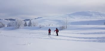 image Safety avalanche snowshoeing tour + services/activities/747/11902409