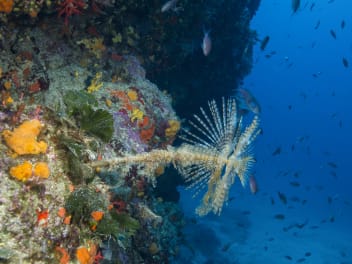 image Explorations - Lecques Aquanaut + services/activities/9157/9980421