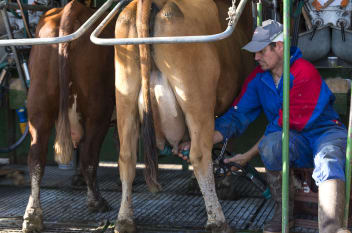 image Cow milking + services/events/15573/23294021