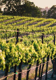 Tasting of the Gringet Grape Variety