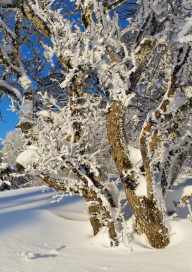 Snowshoeing in Hirmentaz