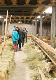 Visite à la bergerie et traite des brebis