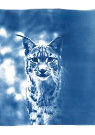 Exposition Fanny Zambaz - Cyanotypes des Alpes
