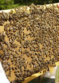 Rencontre avec un berger d'abeilles