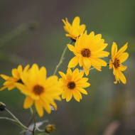 Sentier ethnobotanique - Les plantes comestibles