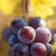 Formule spéciale Fête des Vins à la Cité