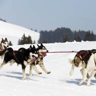 Dog Sled Ride