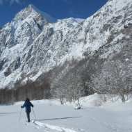 Des ours aux Chamois
