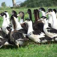 Foie Gras Rabuat et Fils