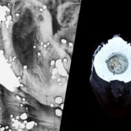 Exposition : Anatomie du silence