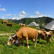 W8 Abländschen - Bire - Mittelberg - Grubenberg - Abländschen