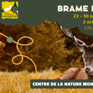 Soirées brame du cerf