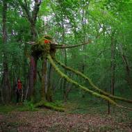 La Forêt des Géants Verts 