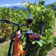Vignes, Vélo & Verres au Domaine de l'Idylle