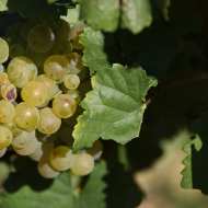 Les vignes de l'Empereur