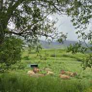 La Ferme des Sagnes
