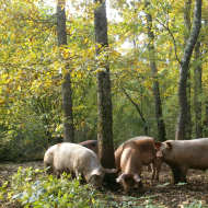 Le Cochon de Montgré
