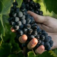 Atelier Découverte "100% Syrah"  - M.CHAPOUTIER