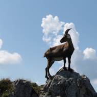 Randonnée nature autour de la faune