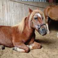 Individual lessons adapted to people with physical handicaps