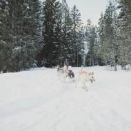 Sledge dog driving