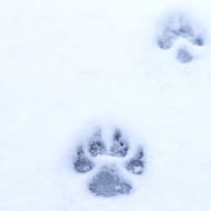 Traces of life in the mountains
