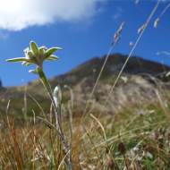 Les edelweiss et les vautours du Pic Blanc